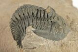 Metacanthina Trilobite - Lghaft, Morocco #204221-1